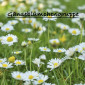 Gänseblümchen