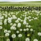 Pusteblumen