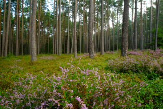 Heidekraut Königshofen